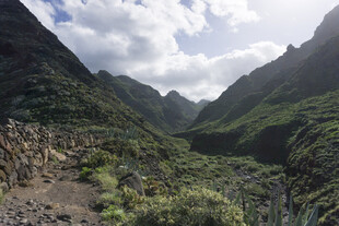 山峰 植被