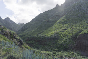 山峰 植被