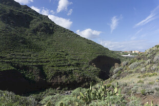 山景 植被