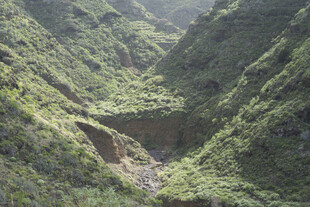 植被 山林