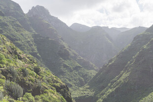 山脉 植被 
