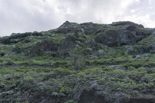 绿植 岩石