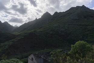 青山 植被 
