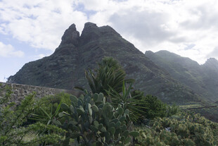 青山 植被 