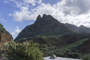 青山 植被 