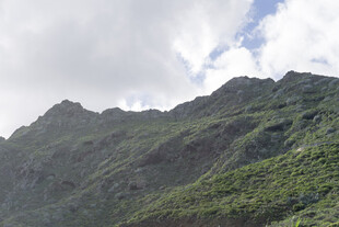 青山 植被 