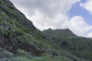 青山 植被