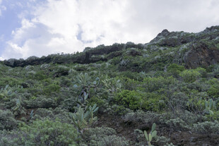 山坡 绿植 