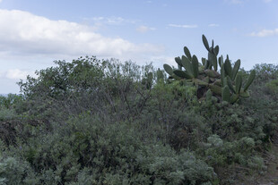 山坡 植被 