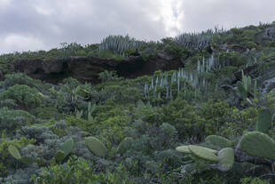 山坡 植物 
