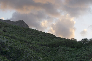 山峦 植被 