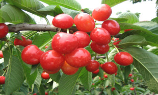 枝头红樱桃 饱满诱人