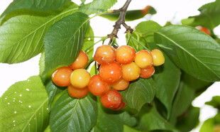 枝头鲜美的橙红色樱桃