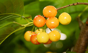 枝头黄橙橙的诱人小樱桃