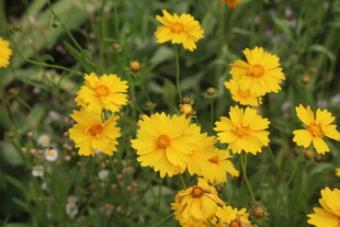 金鸡菊