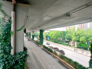 高架下的绿植景观