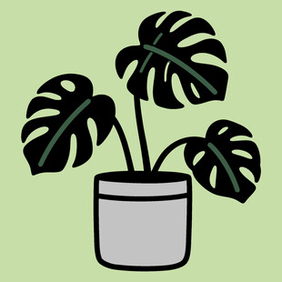 盆栽龟背竹插画