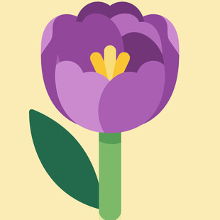 紫色郁金香插画