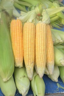 新鲜玉米待售