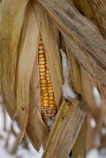 雪中金黄玉米棒