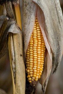 成熟饱满的金黄玉米