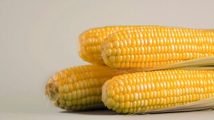 新鲜玉米棒 饱满诱人