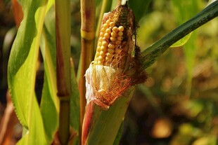 成熟玉米棒特写