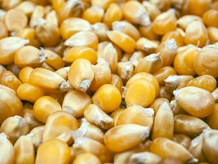 饱满玉米粒特写