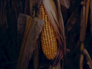 成熟玉米挂于秸秆之上