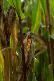 成熟玉米植株特写