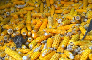 金黄饱满的新鲜玉米堆