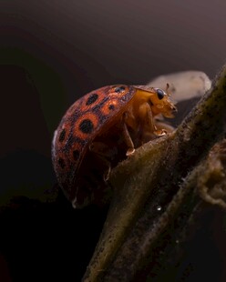 斑点甲虫栖息于植物枝干
