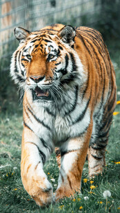 行走的斑斓猛虎