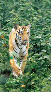 丛林中漫步的斑斓猛虎