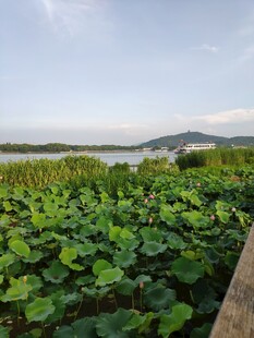荷塘美景
