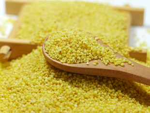 木勺盛金黄小米颗粒饱满