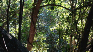 茂密森林中的阳光树影