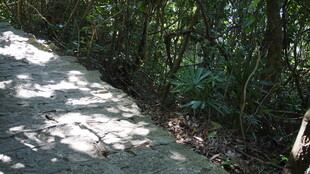 林间小道光影斑驳