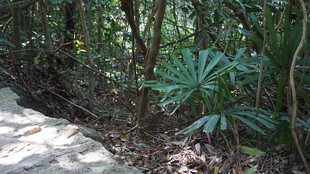 林间小道旁的繁茂绿植