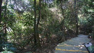 林间石阶 静谧自然景致