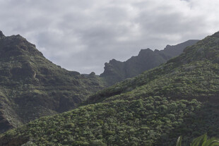 山峦 植被
