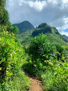 山间小径旁的繁茂绿植