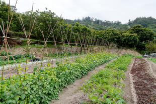 田园蔬菜种植景观