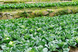 田园青菜种植景观