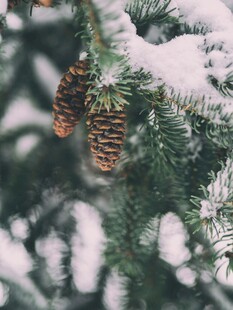 雪覆松枝上的两枚松果