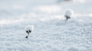 雪地中的小植物