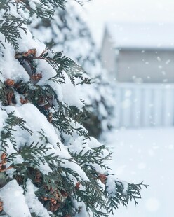 雪覆枝头的冬日景象