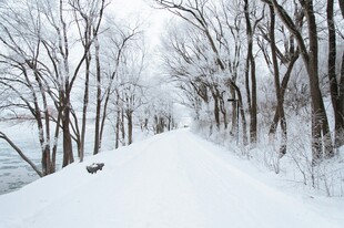冬日雪覆林间小道