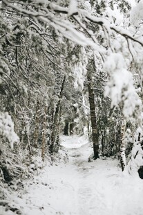 雪覆林间小道
