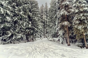 雪覆森林中的静谧小径